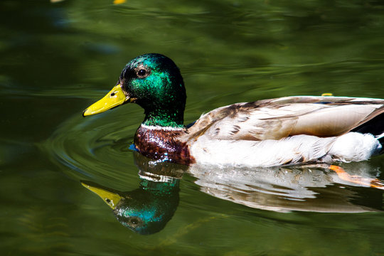 Brown, gray, green duck swims on the waves of the lake.