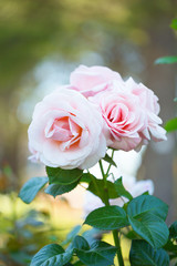 Beautiful roses bunch or bouquet pink roses blooming in the garden in natural background.