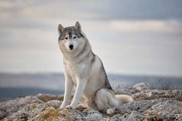 Gray Siberian husky sits on the edge of the rock and looks down. A dog on a natural background.