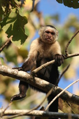 monkey