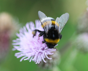 Closeup of Bombus terrestris, the buff tailed bumblebee or large earth bumblebee, collecting nectar from creeping thistle flower