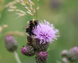 Bombus sylvarum, the shrill carder bee or knapweed carder bee, collecting nectar from flower