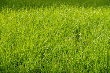 Neu eingesäter Rasen