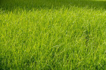 Neu eingesäter Rasen