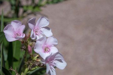 Fototapeta na wymiar Pink Flower Against a Rocky Background