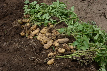 Harvest of potatoes / Kitchen garden