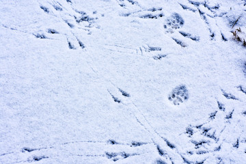 Bird and cat prints in the snow