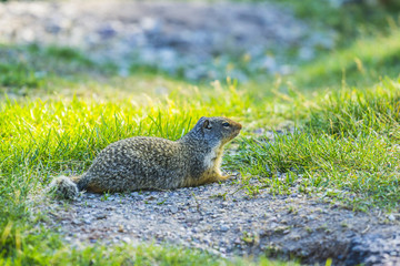 gopher stand on the glass field on sunny day.