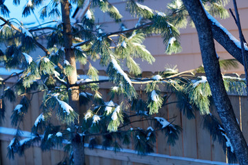 Light snow on the branches of an evergreen conifer