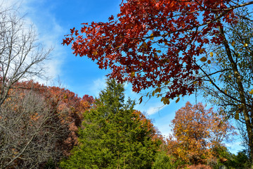 Fall leaves on the WV trees
