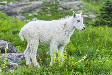 Fototapeta na wymiar Two mountain goats mother and kid in green grass field, Glacier National Park, Montana
