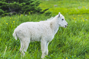 Two mountain goats mother and kid in green grass field, Glacier National Park, Montana