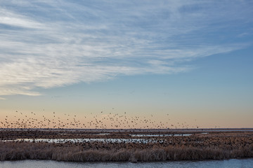 Flock of migrating blackbirds at Cheyenne Bottoms