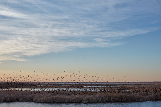 Flock Of Migrating Blackbirds At Cheyenne Bottoms