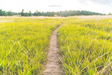 trail in grass field.