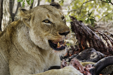 Lioness eating from a wildebeest in Sabi Sands game Reserve in the Greater Kruger Region in South Africa