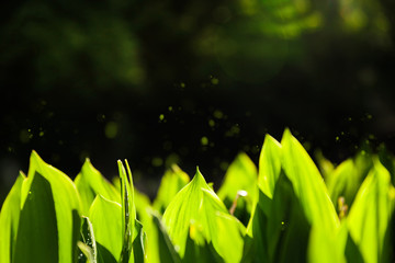 Green leaves of flowers in the rays of the sun. Green grass in sunshine with a place for text.
