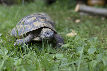 Greek tortoise walking looking for food