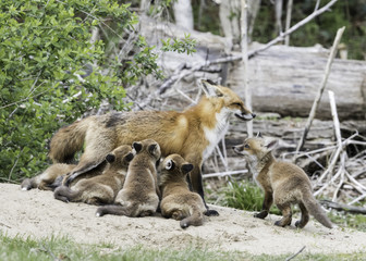 Red Fox