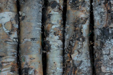 Nature of the far East. Wood texture-birch. Background-birch bark. Billet. Backgrounds for designers