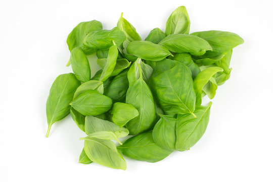 Fresh organic basil, pesto leaves isolated on white background, Top view.