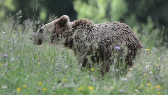 Brown Bear In The Carpathian Mountains, Romania