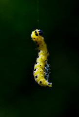 caterpillar levitate on a dark background
