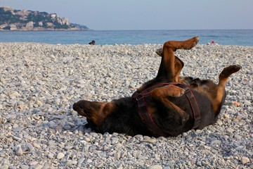 Dog Playing on Mediterranean Beach