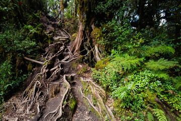 Cameron Highlands Mossy forest trekking