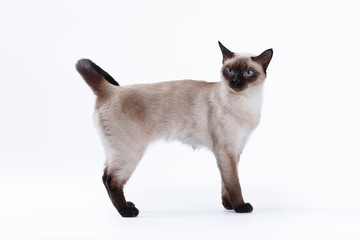 Thai cat standing on white background