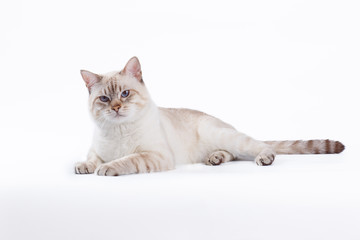 Thai cat lay on white background 