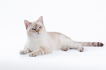 Thai cat lay on white background 