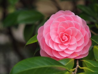 otometsubaki camellia japonica