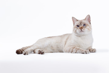 Thai cat lay on white background 
