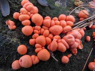 Coral colored dot fungus on dead tree © ChMM