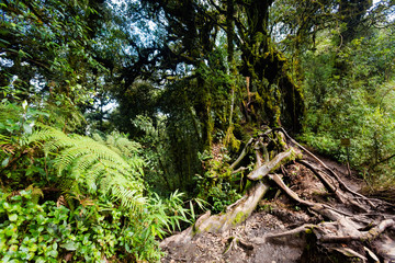 Cameron Highlands Mossy forest trekking