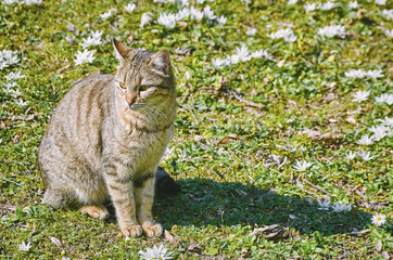 Cat on the Lawn