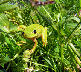 Tree frog