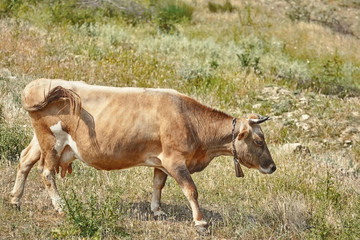 Brown Cow with a Cowbell