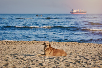 Stray Dog on the Shore of the Black Sea