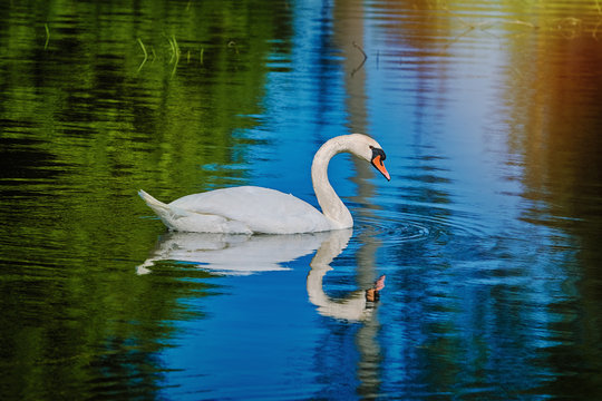 White Swan at the Lake
