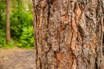 Pine tree trunk