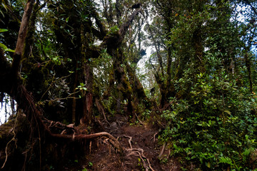 Cameron Highlands Mossy forest trekking