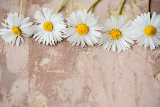 Holiday background. White Daisy flowers border on gray concrete background. Copy space, top view.