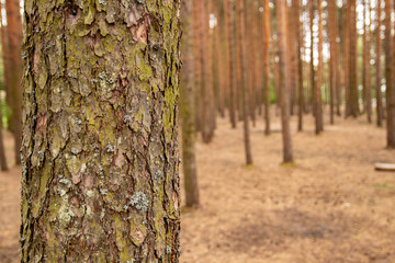 Pine tree trunk 