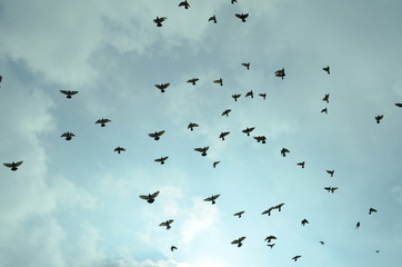 Pájaros volando con cielo nublado