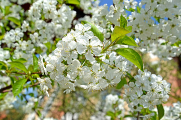 White flowers of cherry (Prunus subgen. Cerasus). Spring