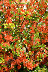 The blossoming quince Japanese (Chaenomeles japonica (Thunb.) Lindl. ex Spach)