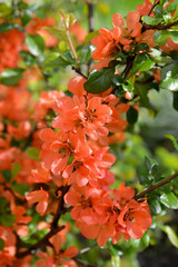 Quince Japanese (Chaenomeles japonica (Thunb.) Lindl. ex Spach), a branch with flowers