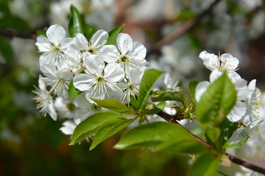 Branch of the blossoming cherry (Prunus subgen. Cerasus). Spring
